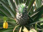 Ananas Ağacı