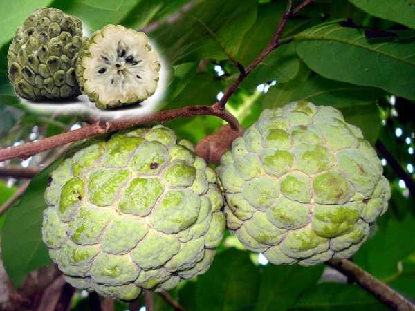 Annona (Cherimoya)