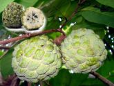 Annona - Cherimoya