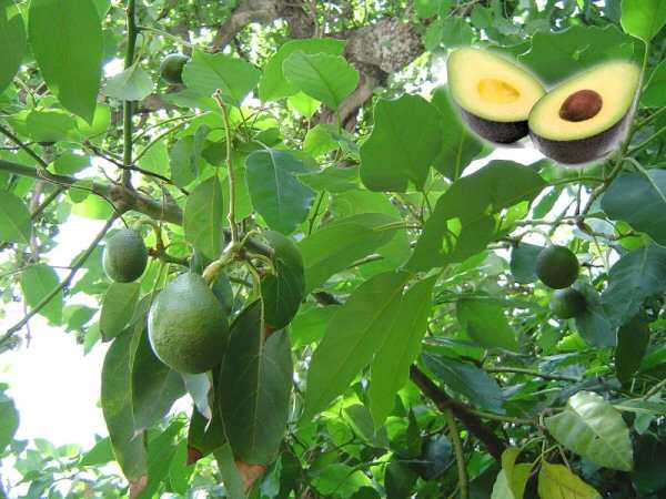 Avokado Ağacı Avokado Meyvesi Avokado Yetiştiriciliği Meyva