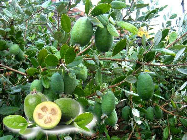 Feijoa Ağacı