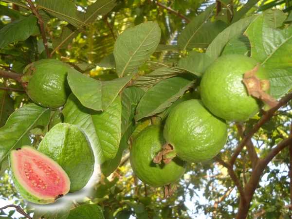 Guava Ağacı