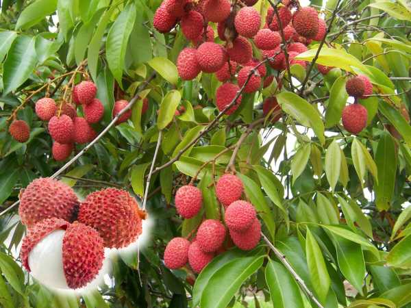 Liçi (Litchi) Ağacı