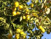 Limon Ağacı
