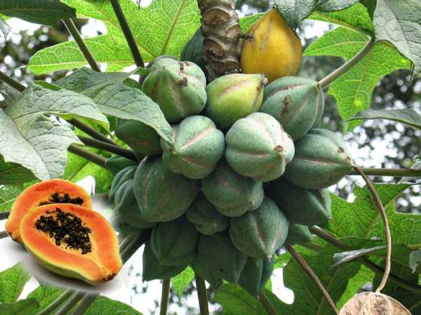 Papaya Ağacı