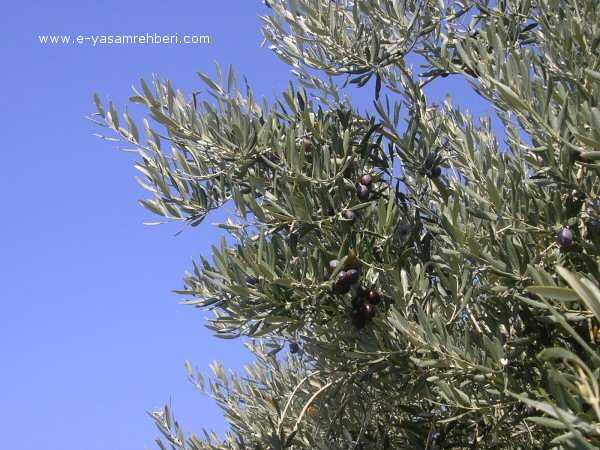 Zeytin Ağacı