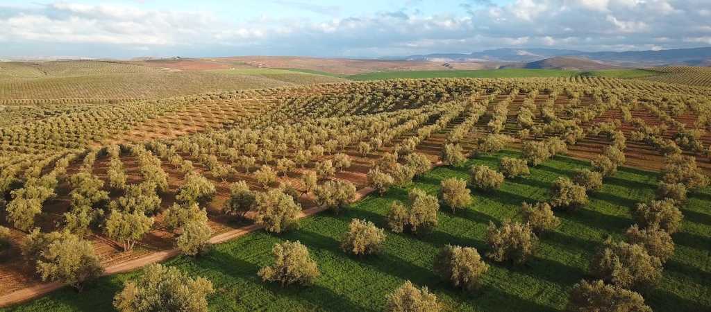 zeytin yetiştiriciliği